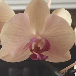 Meet your Posher, Ernelinda